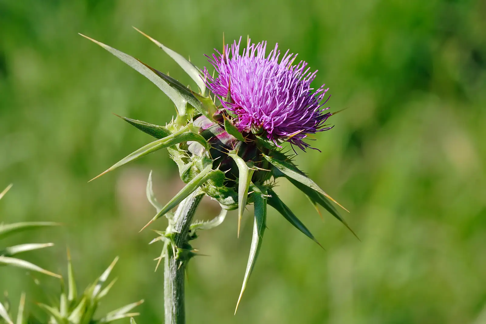 چربی خون, مجله پارسی پودر