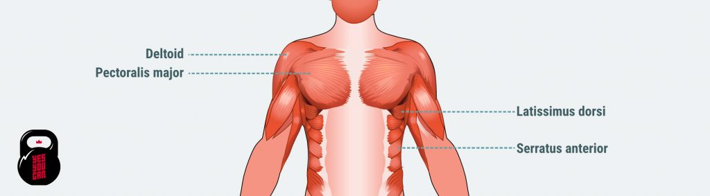 عضلات درگیر در پرس سینه دمبل