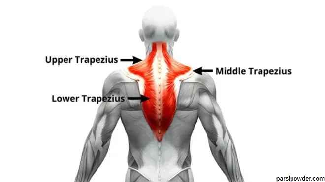 trapezius muscle تمرینات کول هالتر برای ساخت عضلات تراپزیوس بزرگتر پارسی پودر