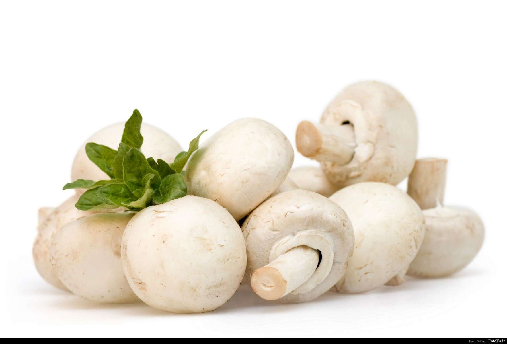 قارچ خوراکی