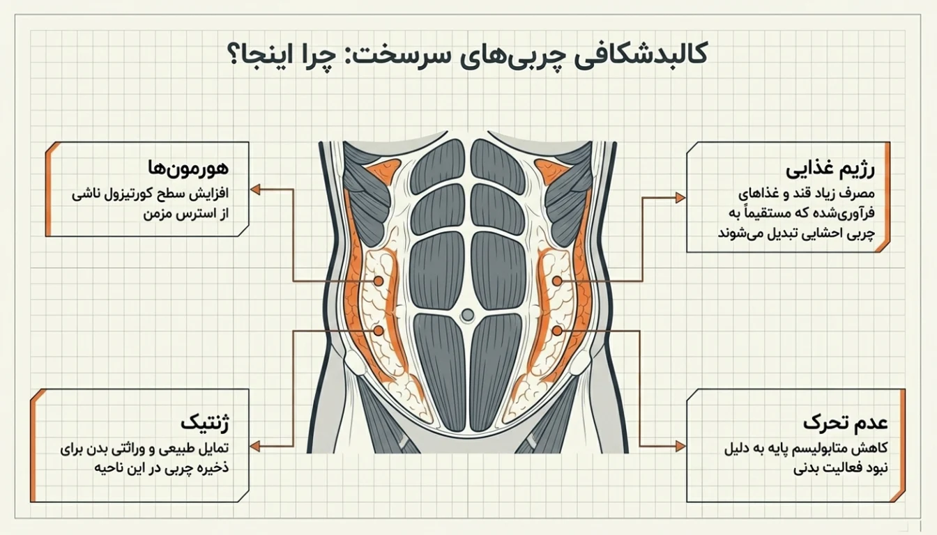 عوامل اصلی مؤثر بر چاقی زیر شکم