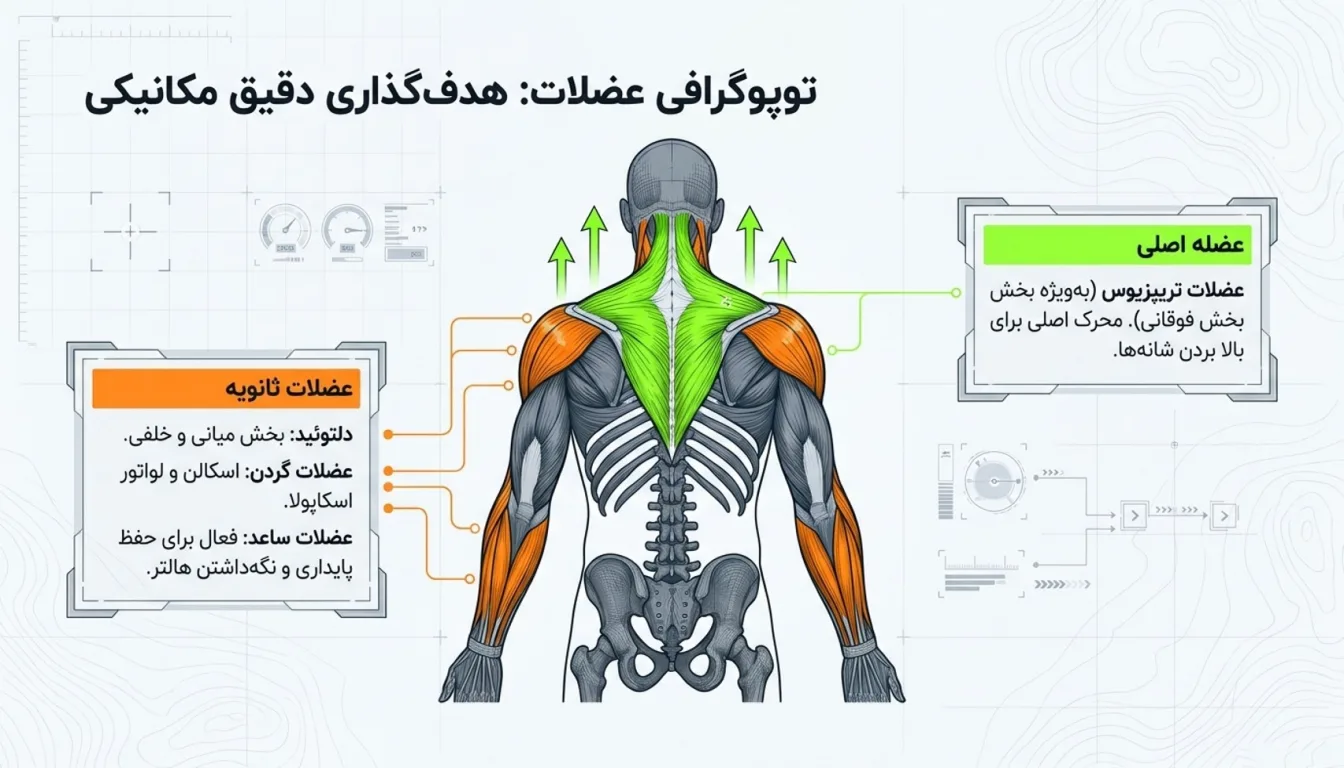 عضلات درگیر در حرکت شراگ هالتر- مزایای طلایی حرکت شراگ هالتر