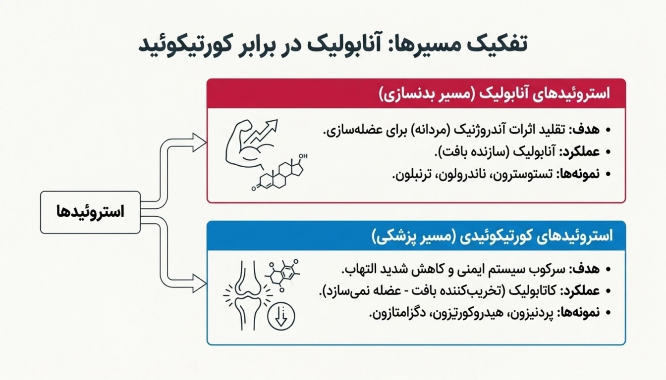 انواع استروئید