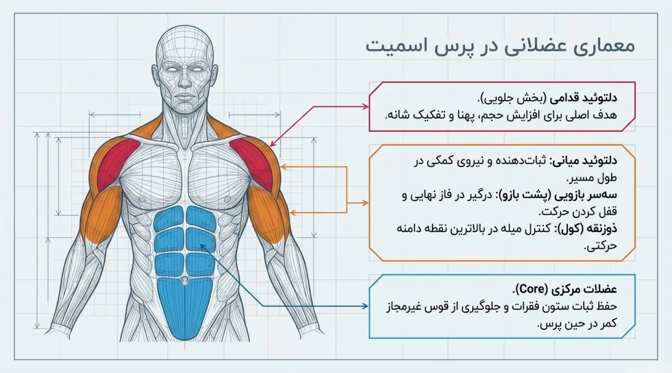 عضلات درگیر در پرس سرشانه اسمیت
