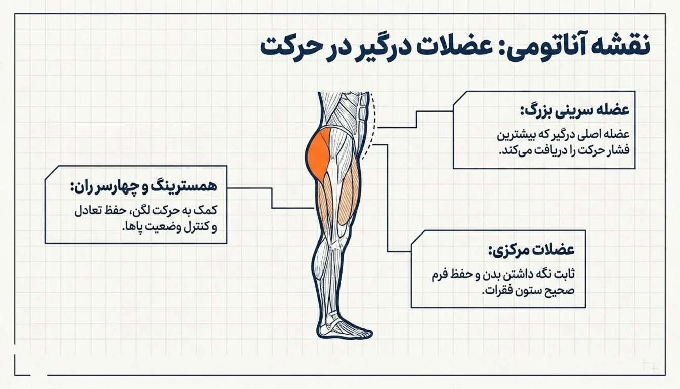 عضلات درگیر در هیپ تراست روی زمین-پارسی پودر