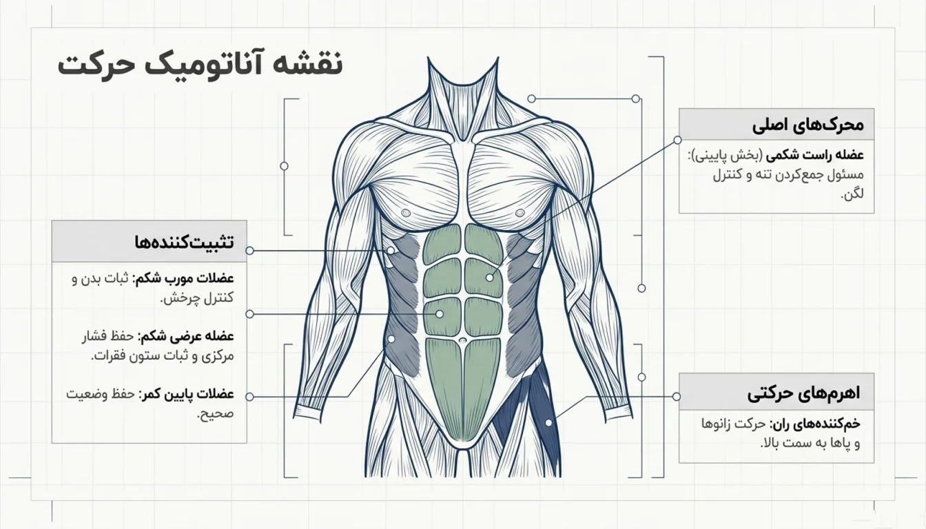 حرکت زیر شکم خلبانی برای چه عضلاتی خوب است؟-عضلات درگیر در شکم خلبانی