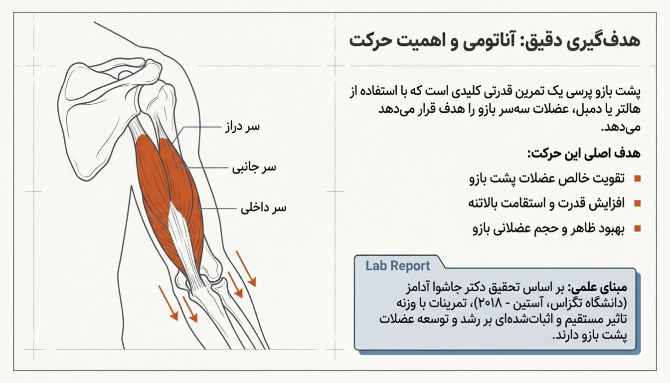 عضلات درگیر در پشت بازو پرسی