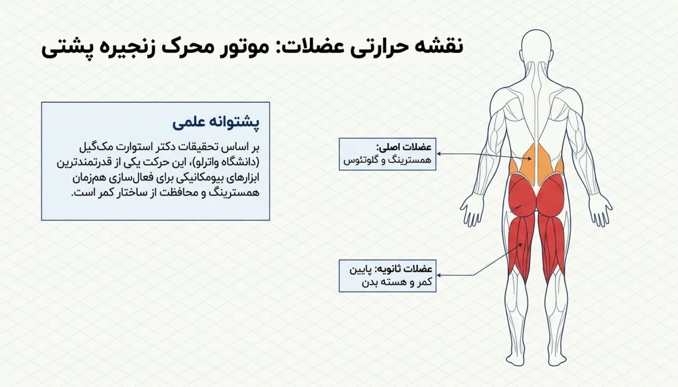 عضلات درگیر در حرکت ددلیفت رومانیایی