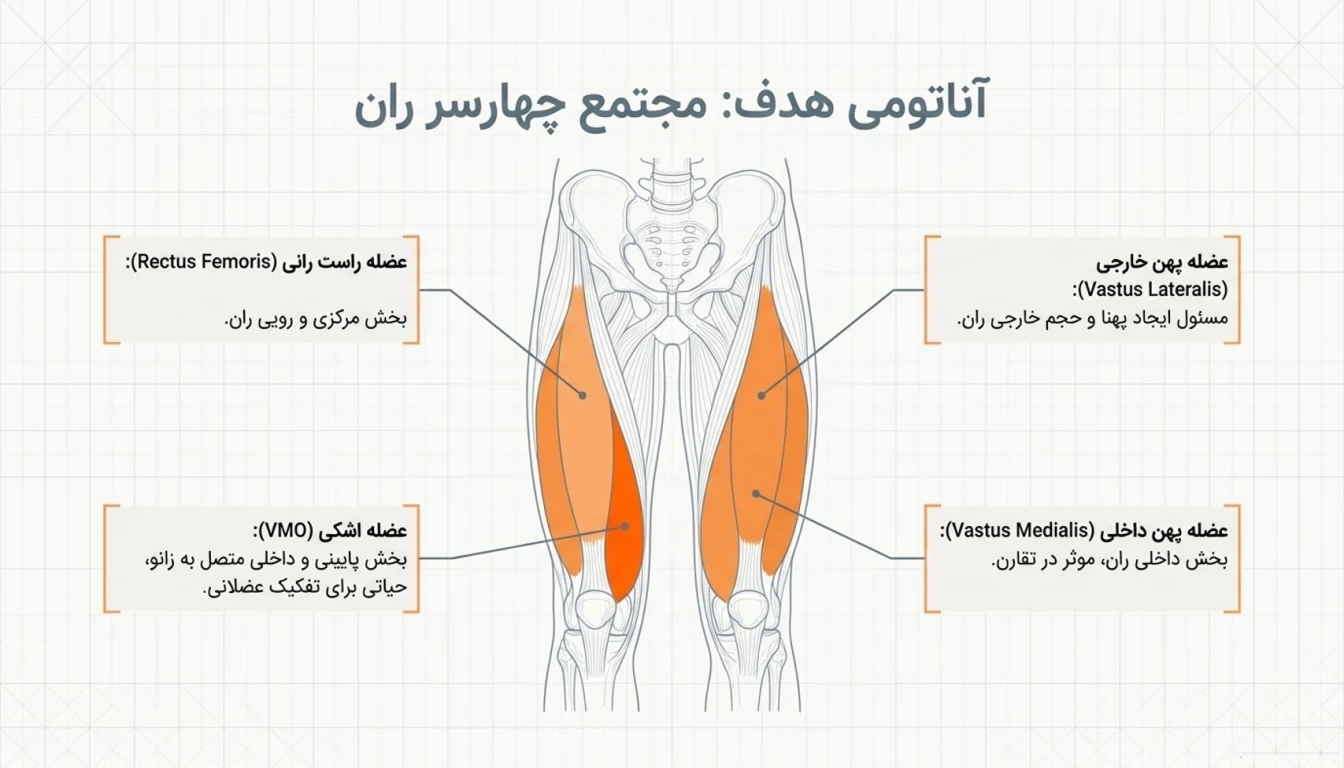 عضلات درگیر در جلو پا دستگاه
