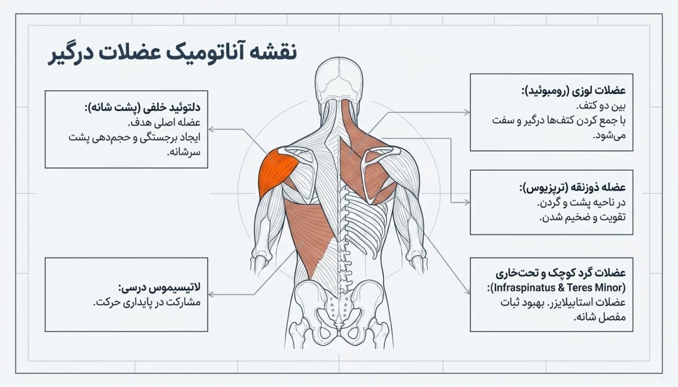 عضلات اصلی درگیر در حرکت فلای معکوس