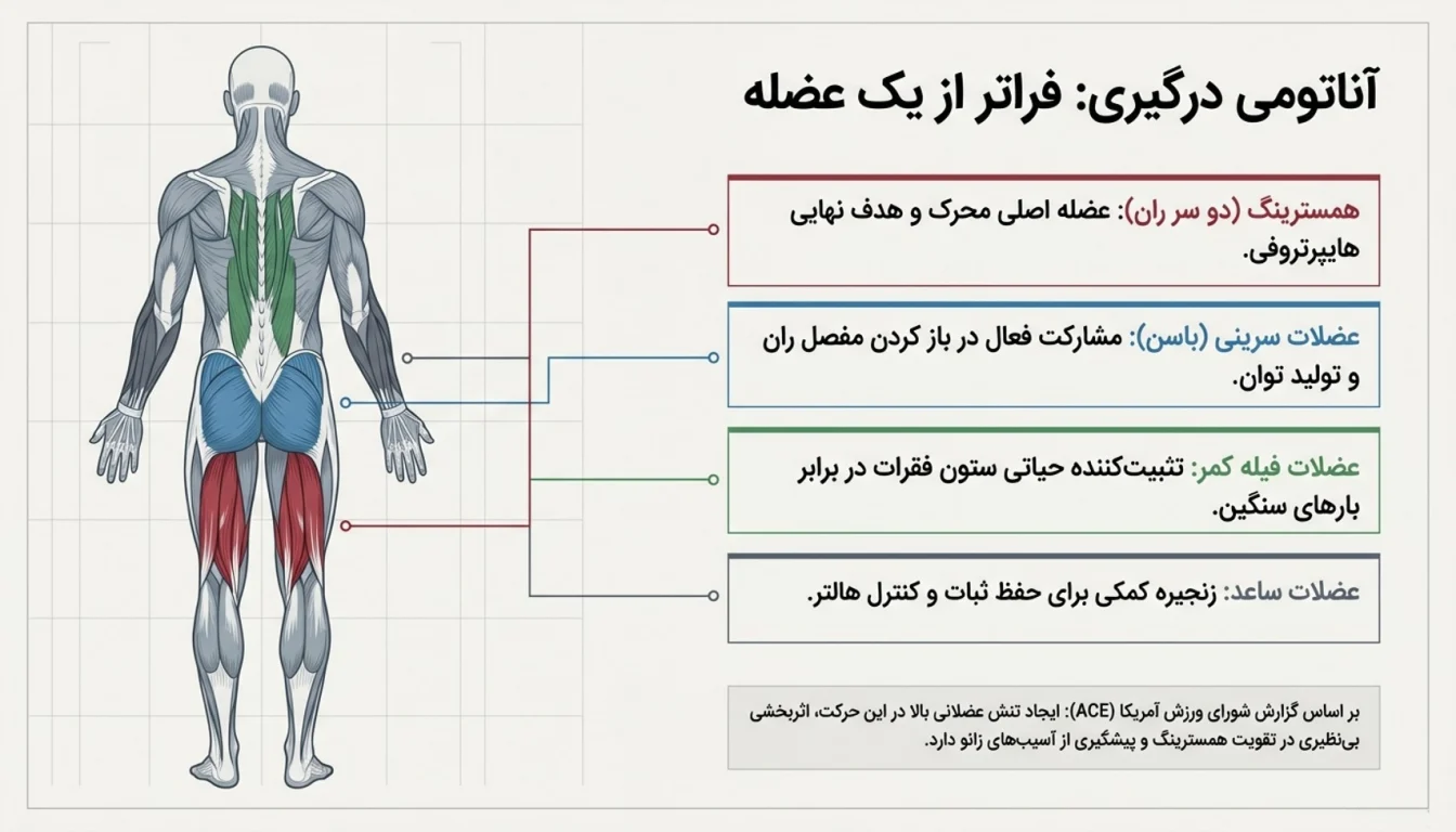 عضلات اصلی درگیر در حرکت پشت پا هالتر