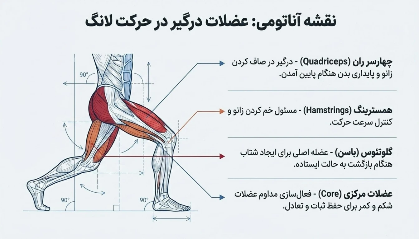 عضلات درگیر در حرکت لانگز