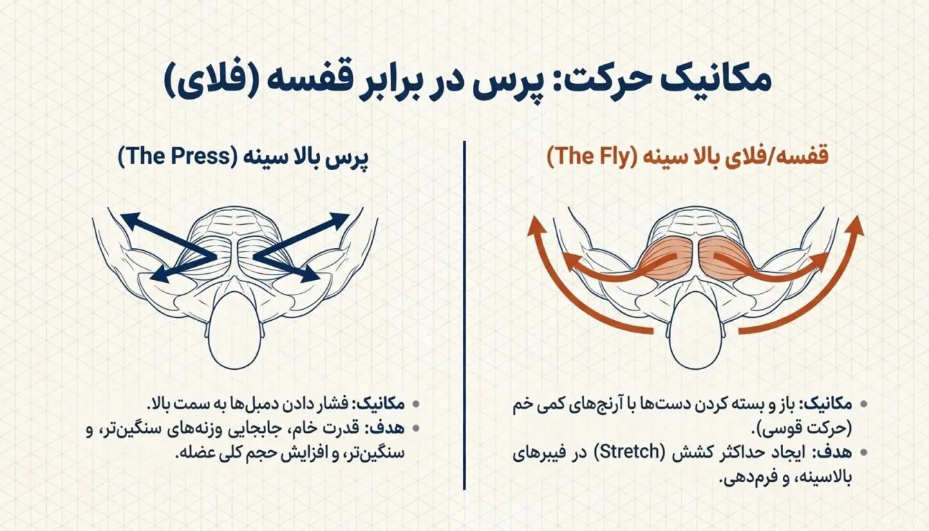 قفسه بالا سینه دمبل خوابیده-بالا سینه دمبل فلای-پرس بالا سینه دمبل-پارسی پودر