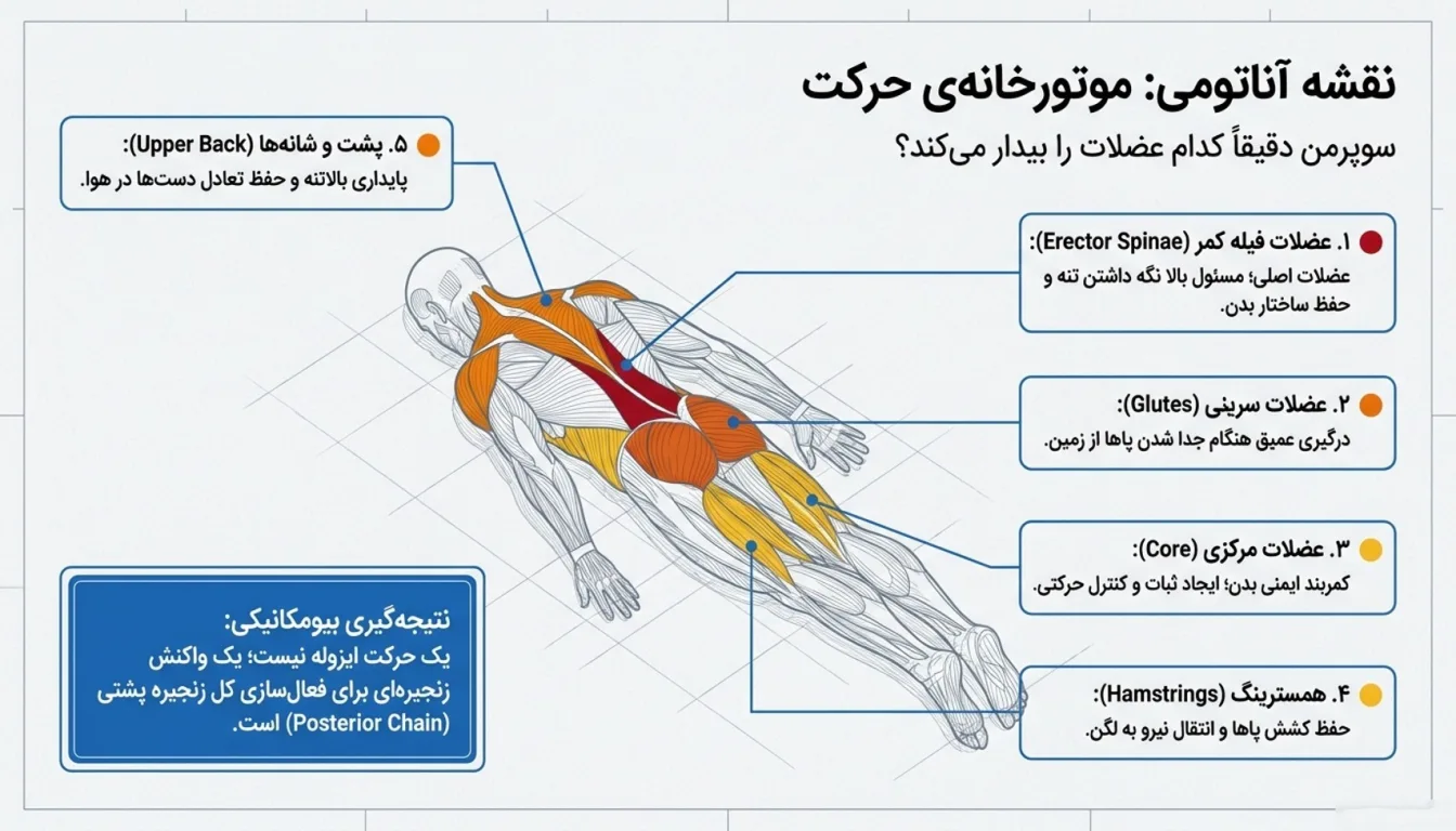 عضلات درگیر در حرکت سوپرمن-حرکت سوپر من-حرکت سوپر من برای چی خوبه-پارسی پودر