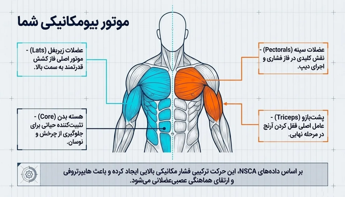 لیست عضلات درگیر در ماسل آپ