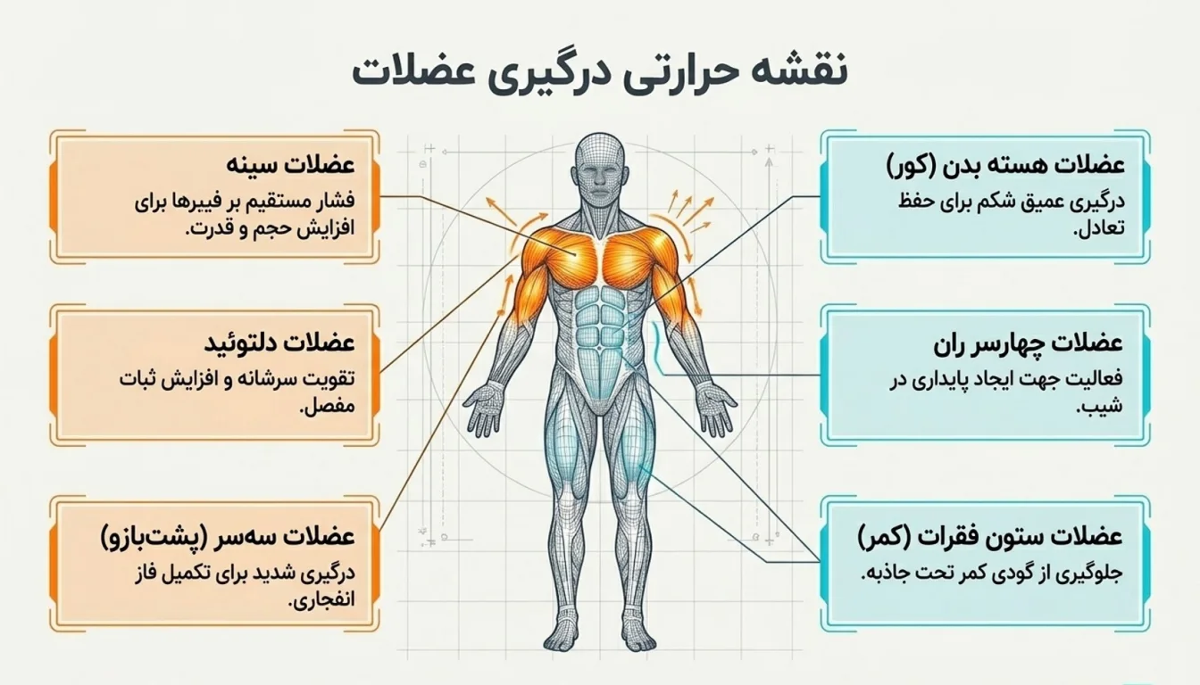 عضلات درگیر در تمرین شنا تایسونی