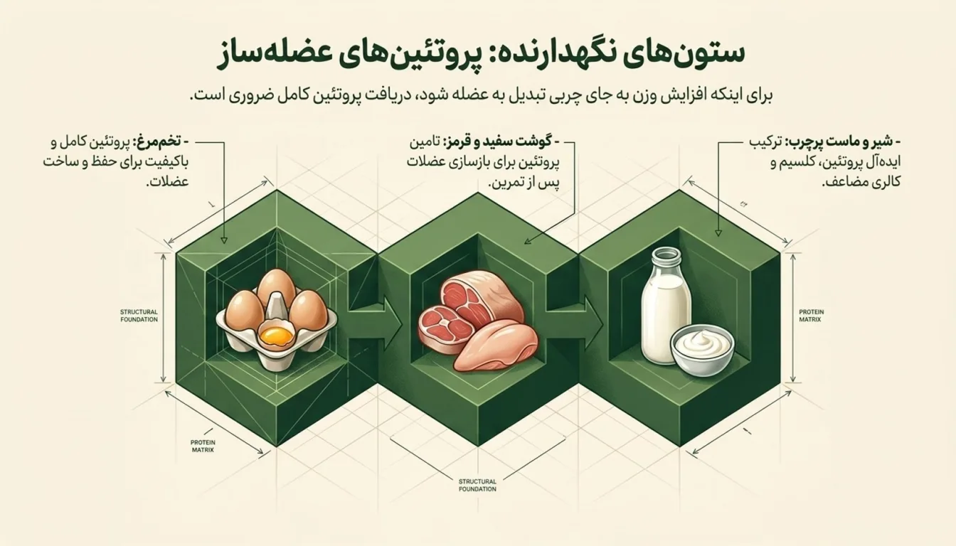 گوشت و منابع پروتئینی؛ برای افزایش وزن عضلانی-پروتئین های عضله ساز-پارسی پودر