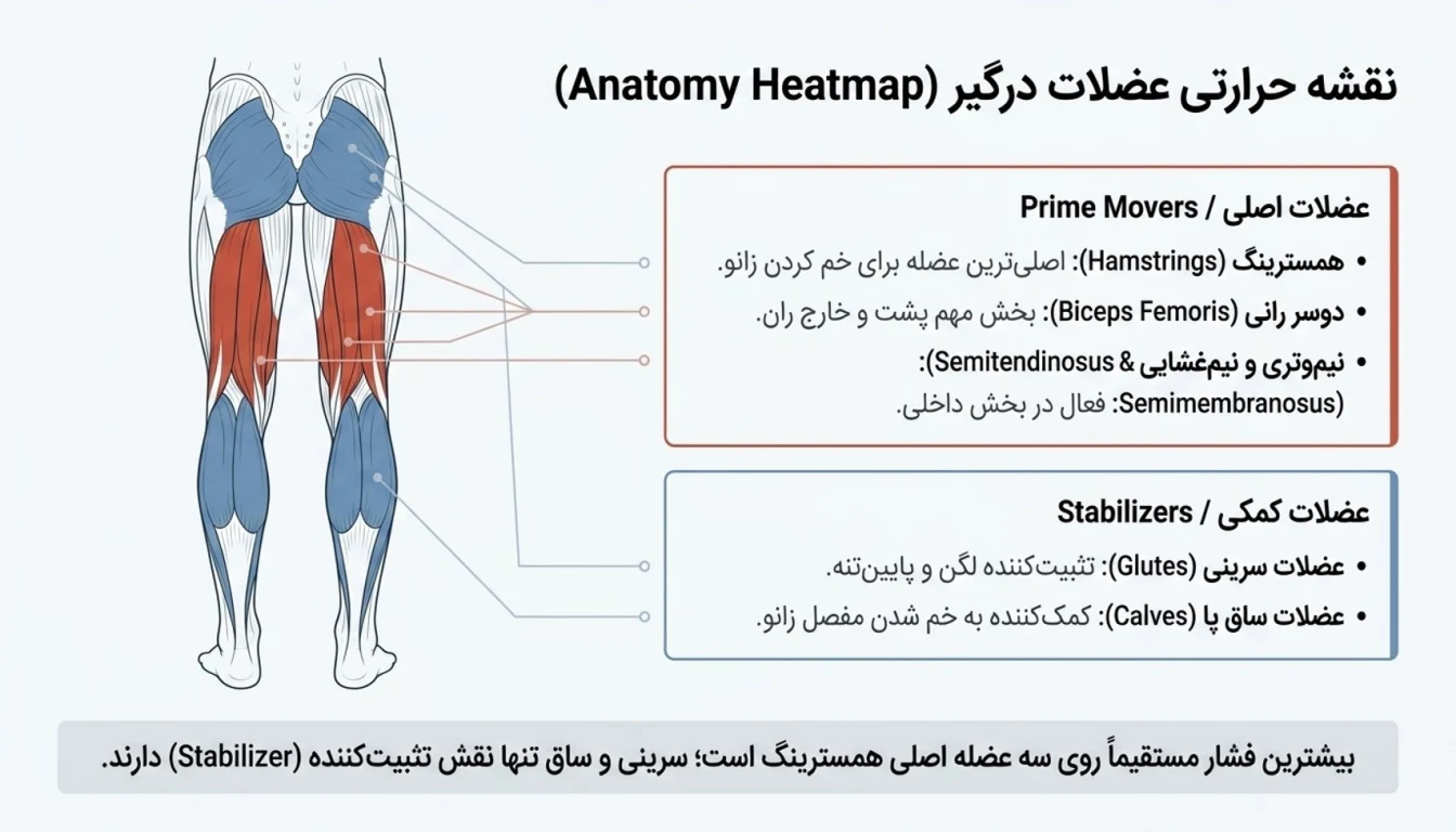 عضلات درگیر در پشت پا ماشین خوابیده-پشت پا دستگاه-پشت پا ماشین خوابیده-پارسی پودر