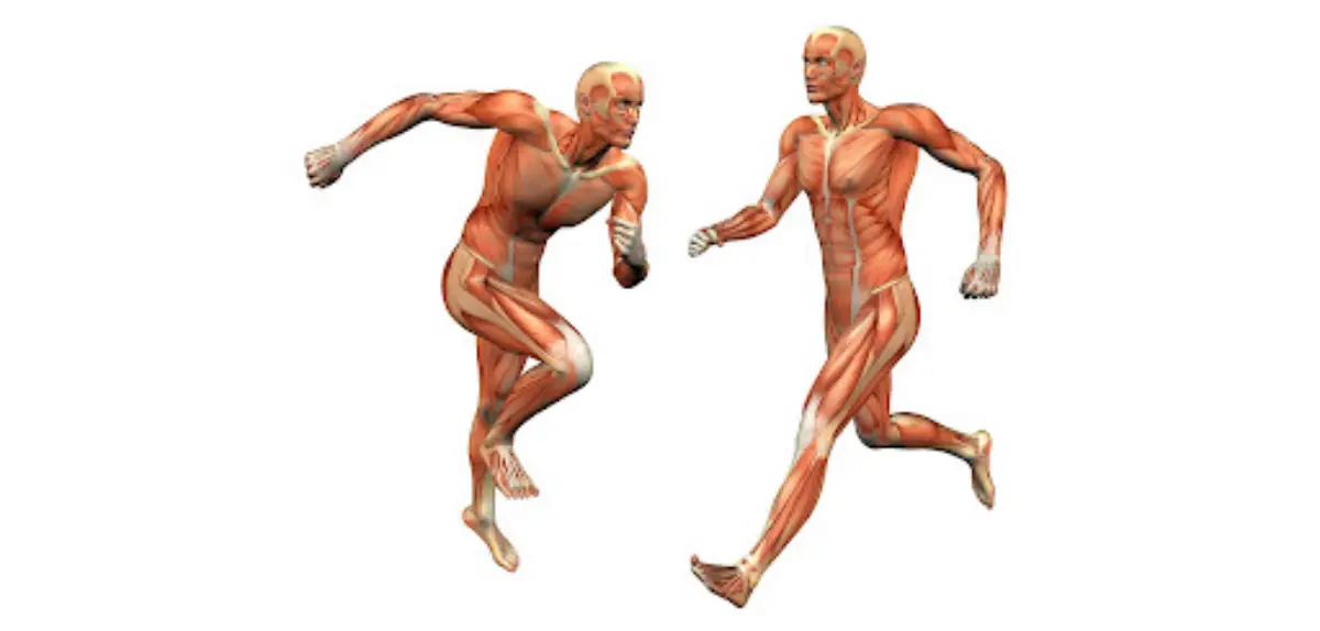 آناتومی حرکات بدنسازی, مجله پارسی پودر