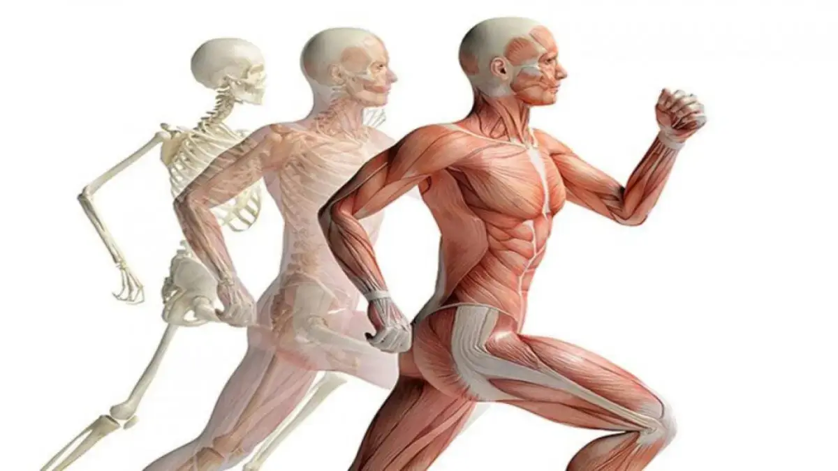 آناتومی حرکات بدنسازی, مجله پارسی پودر
