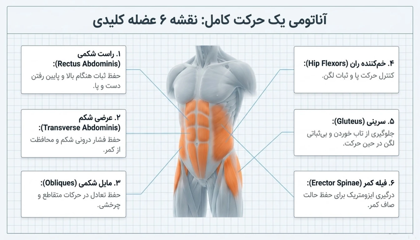 عضلات درگیر در حرکت ددباگ