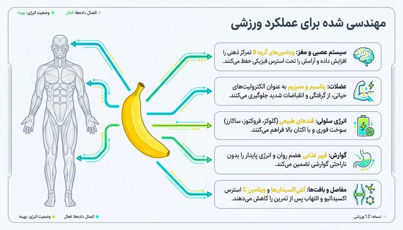 مزایای مصرف موز در بدنسازی