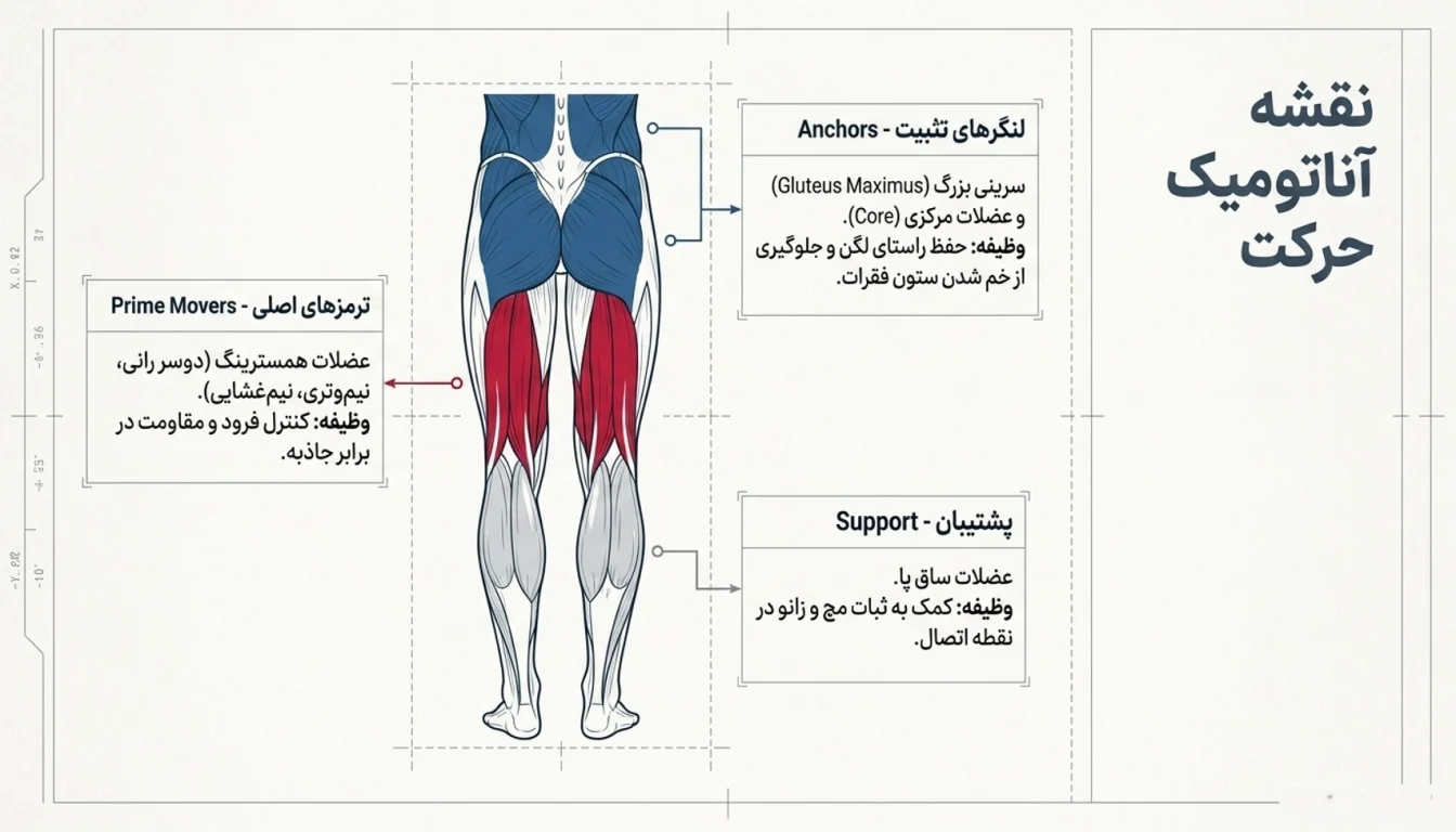 عضلات درگیر در حرکت نوردیک