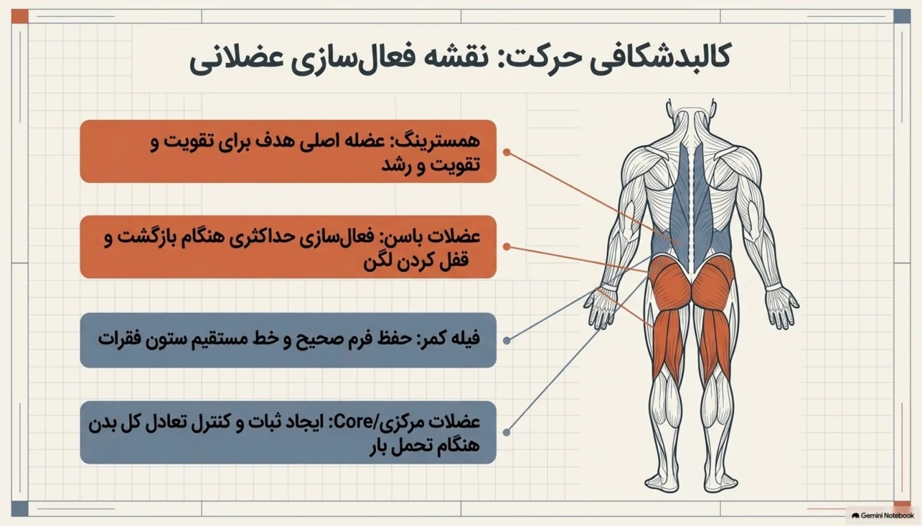 عضلات هدف در پشت ران دمبل رومانیایی-پارسی پودر