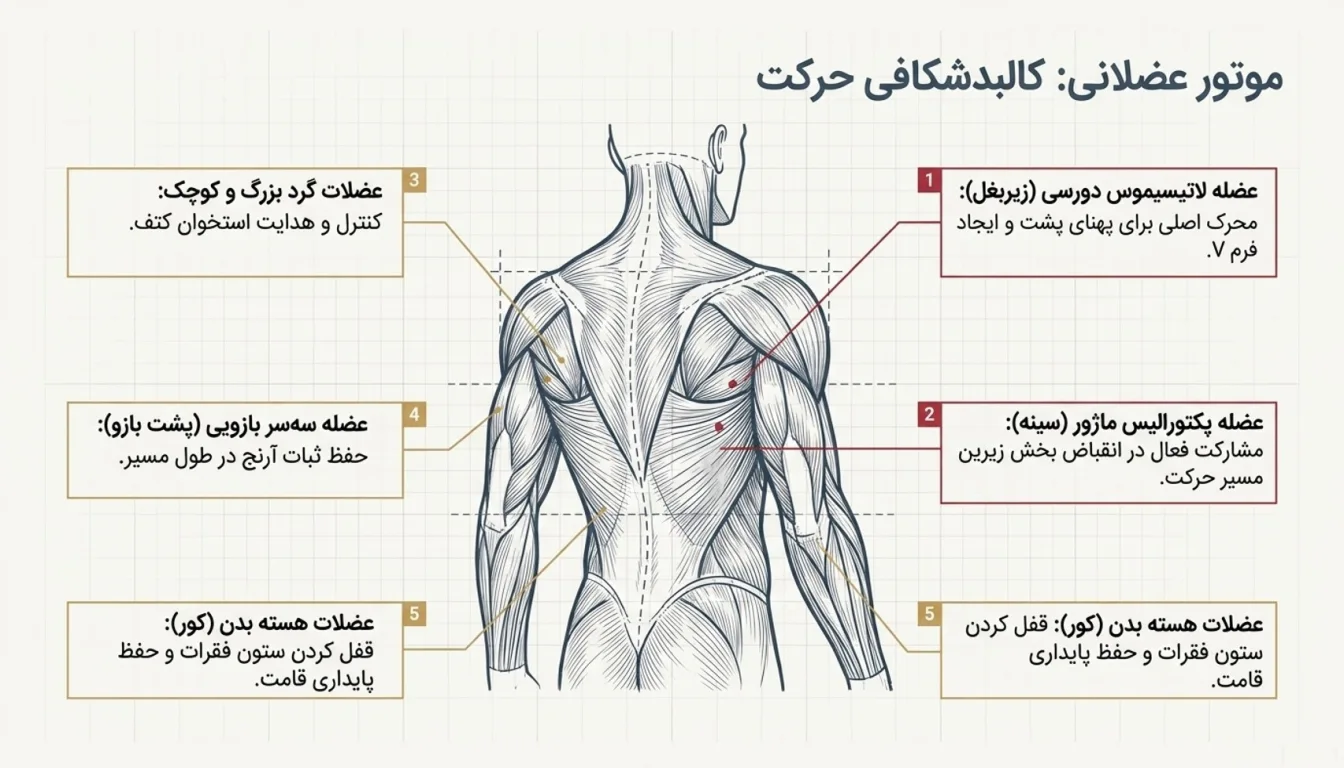 عضلات درگیر در حرکت پول اور سیم کش