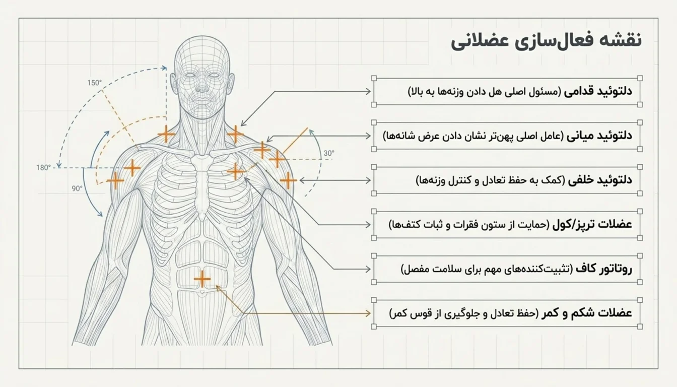 عضلات اصلی درگیر در پرس سرشانه دمبل