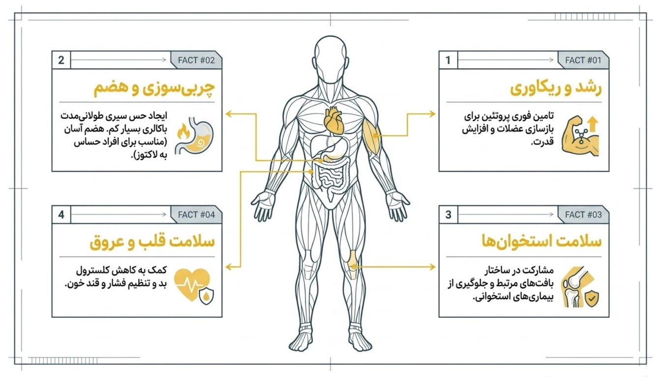 فواید پودر سفیده تخم مرغ در بدنسازی