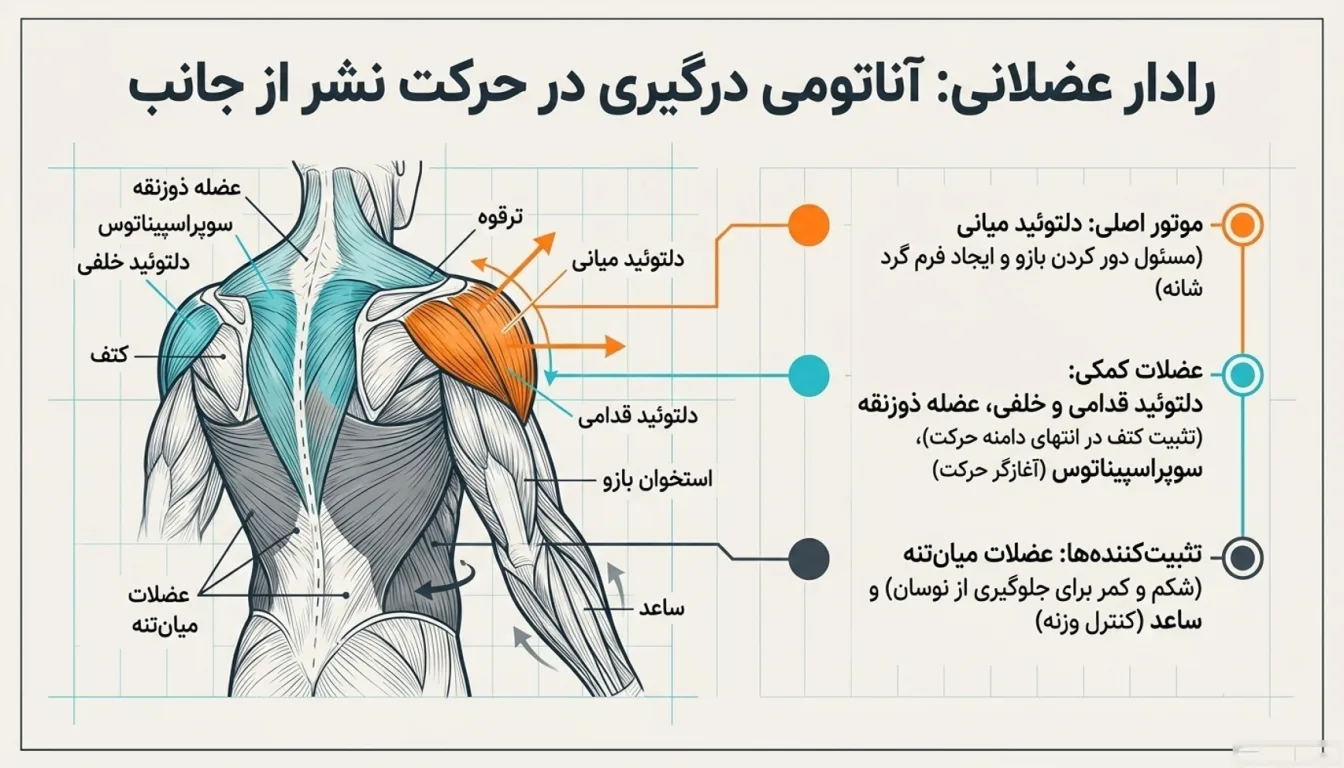 عضلات درگیر در نشر جانب دمبل