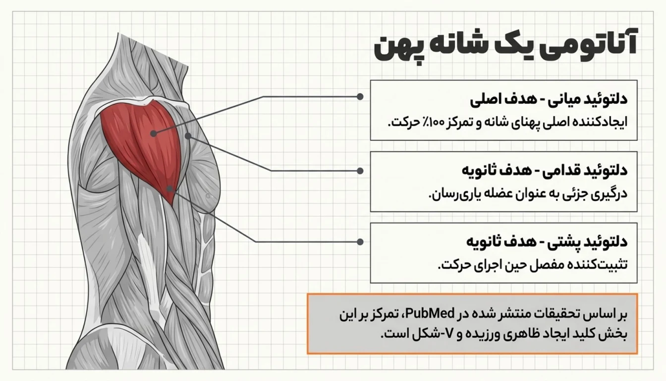 عضلات درگیر در حرکت نشر جانب
