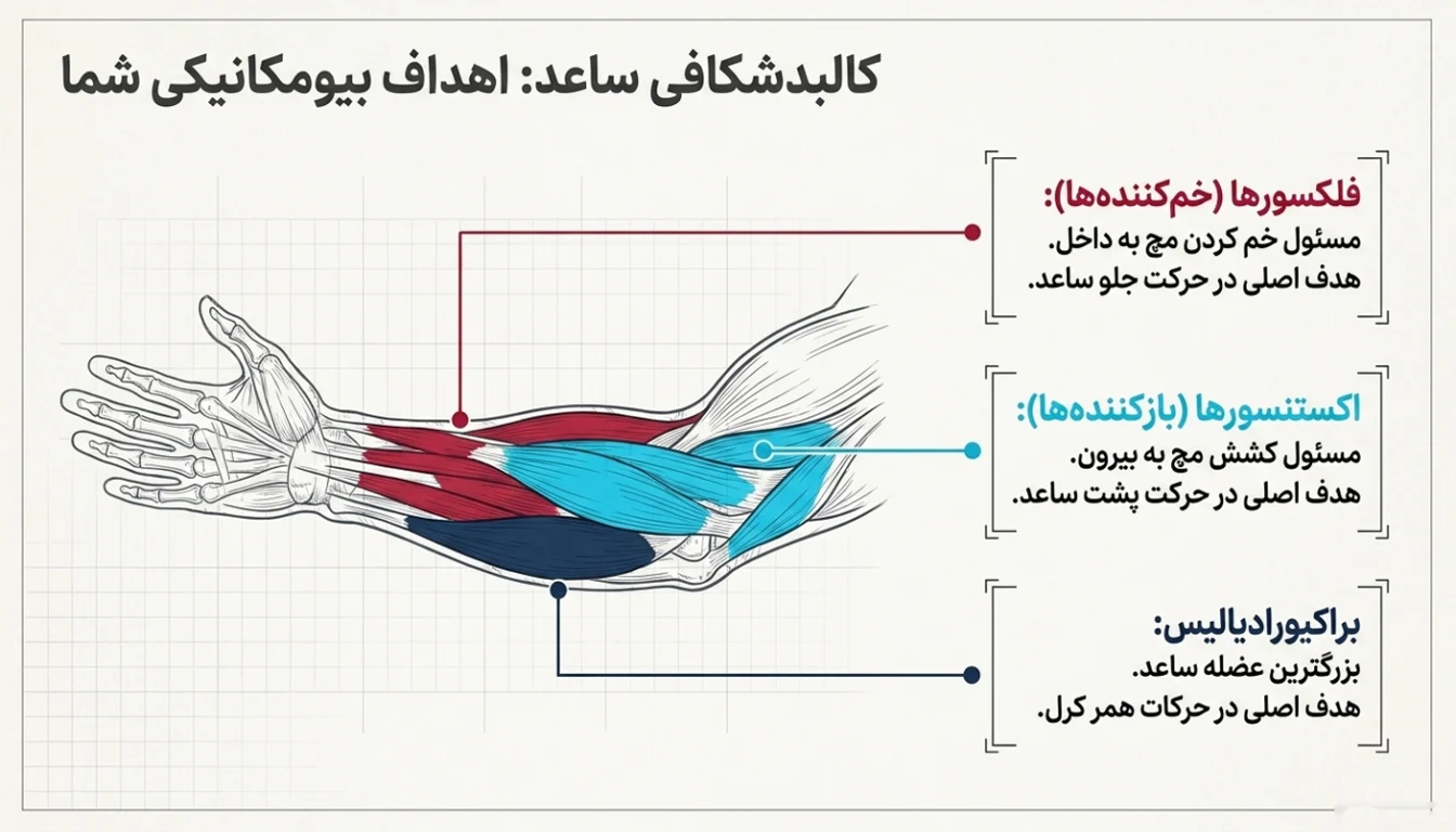 عضلات ساعد
