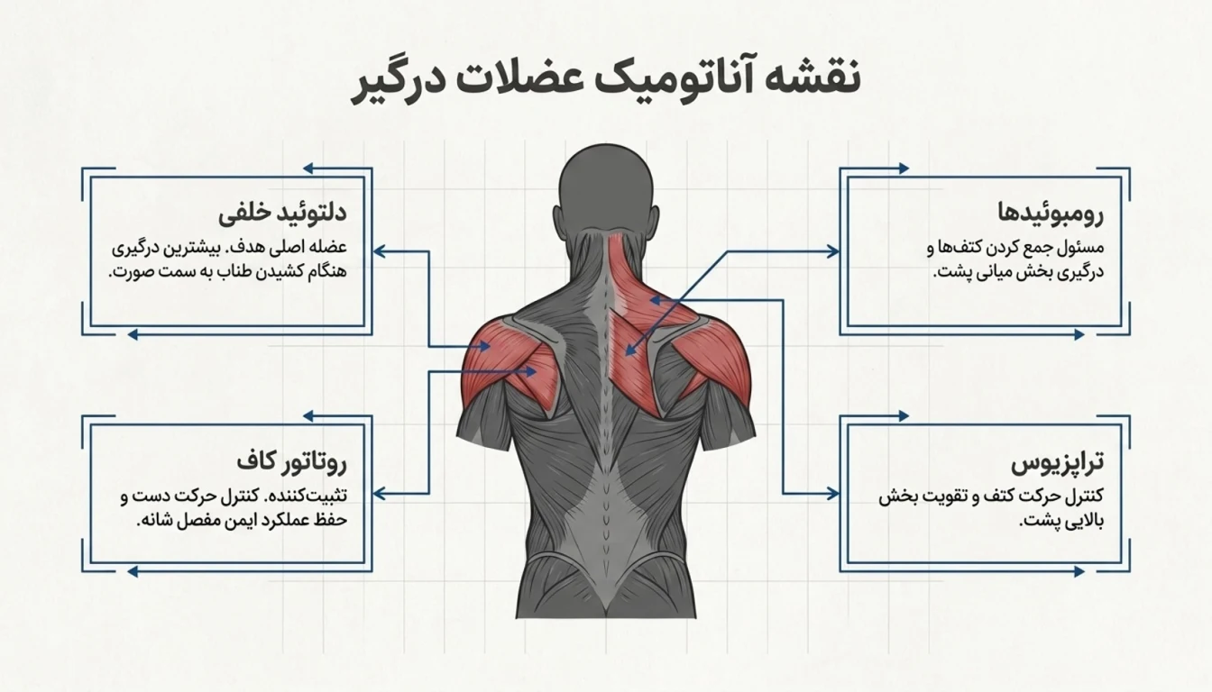 عضلات درگیر در حرکت فیس پول-فیس پول برای چی خوبه-فیس پول-پارسی پودر