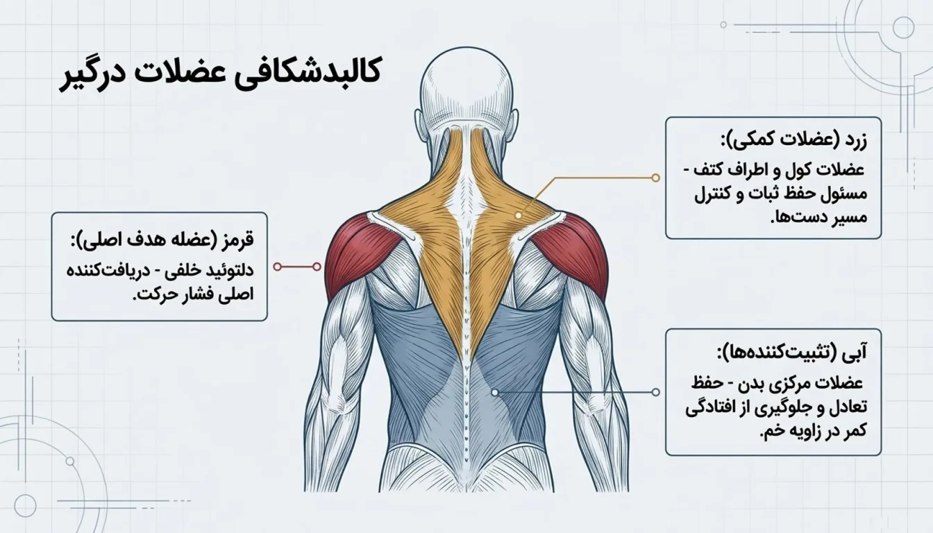 عضلات درگیر در نشر خم دمبل-نشر خم دمبل-پارسی پودر