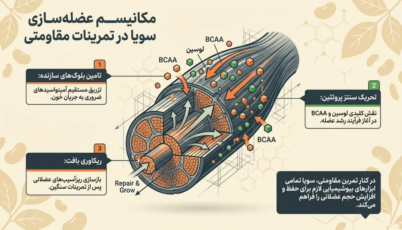 پروتئین سویا برای بدنسازی-سویا برای عضله سازی-پارسی پودر