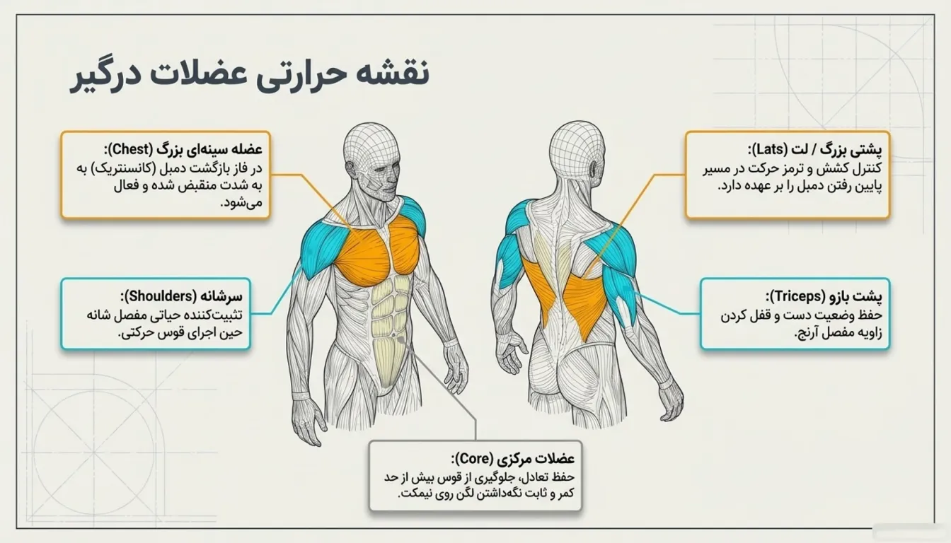 عضلات درگیر در پلاور دمبل-پلاور دمبل برای چی خوبه-پلاور دمبل برای کجاست-پارسی پودر