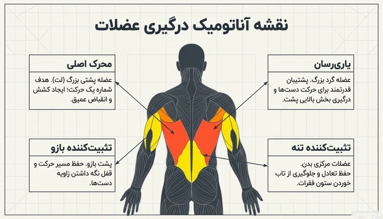 عضلات درگیر در پلاور سیم کش-پلاور سیمکش-پول اور سیم کش-پارسی پودر