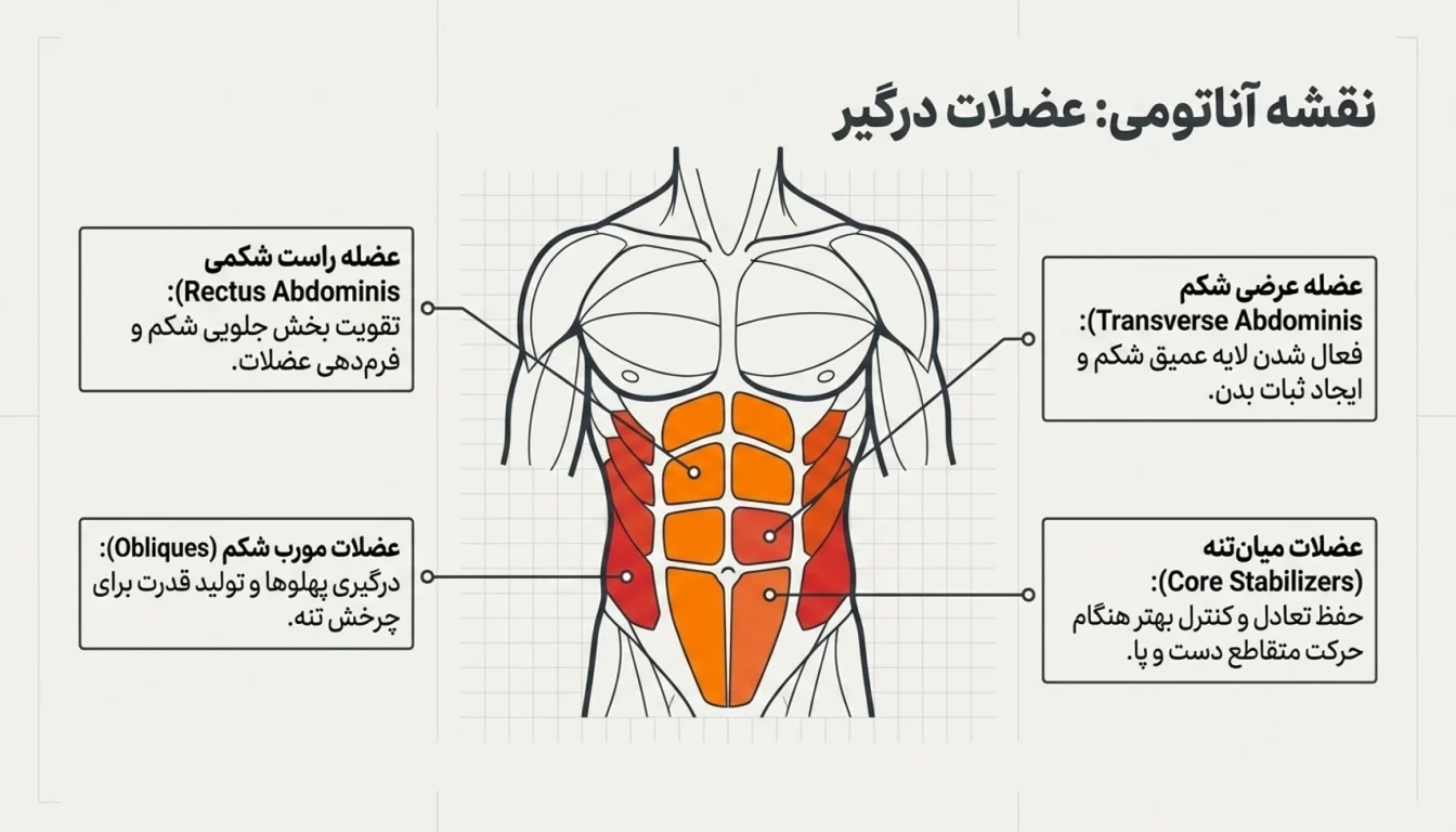 عضلات اصلی درگیر در کرانچ دوچرخه-پارسی پودر