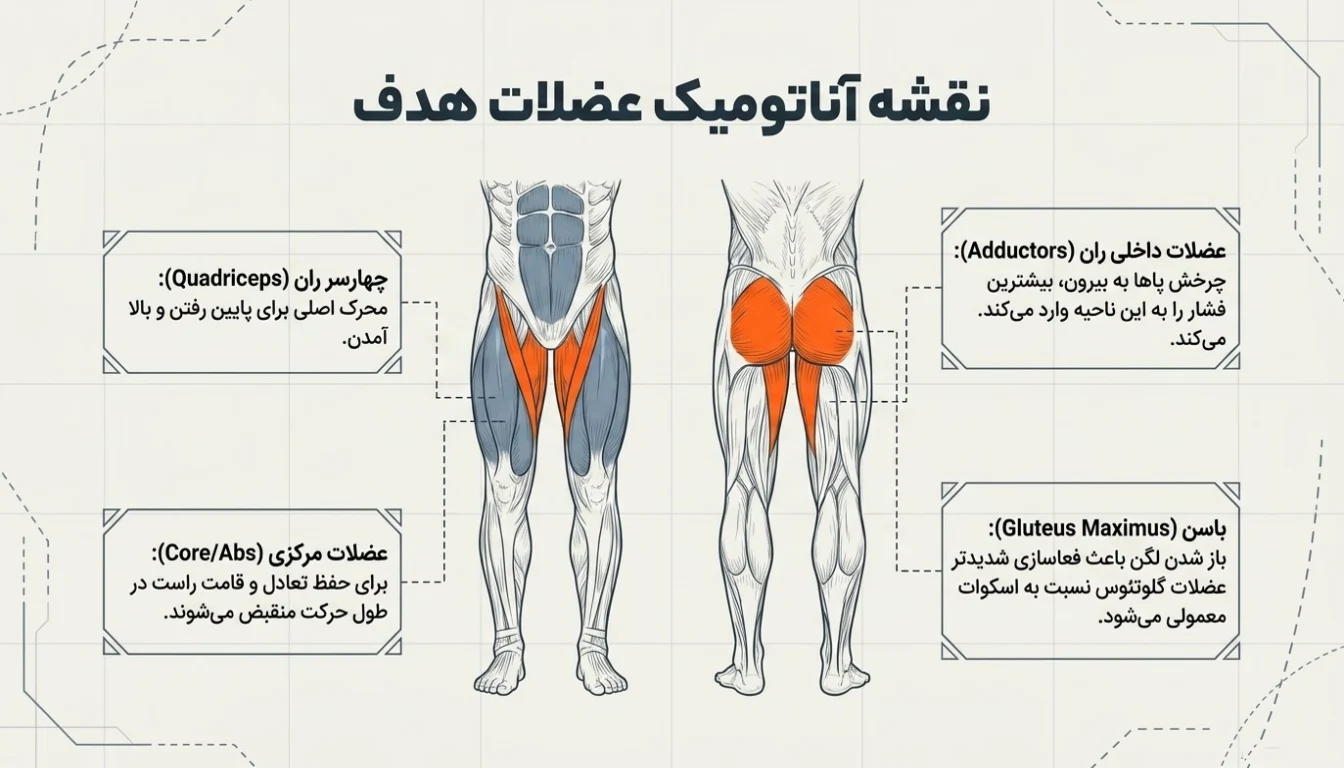 عضلات درگیر در حرکت سومو اسکوات