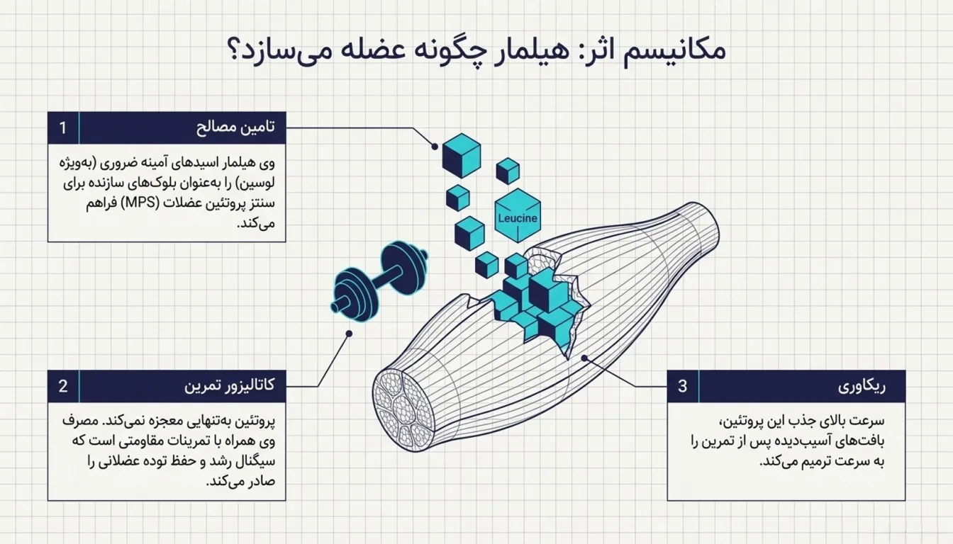 عضله سازی با وی هیلمار-پروتئین وی هیلمار