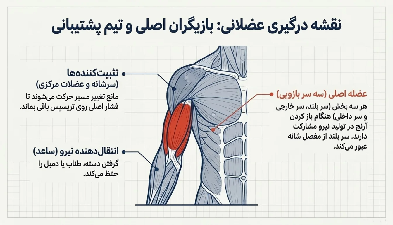 عضلات هدف در حرکت پشت بازو سوئینگ-پارسی پودر