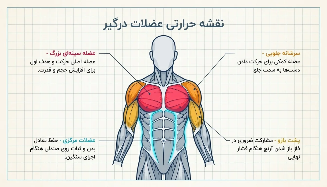 پرس سینه دستگاه برای کدام عضله است-عضلات درگیر در پرس سینه دستگاه-پرس سینه دستگاه-پارسی پودر