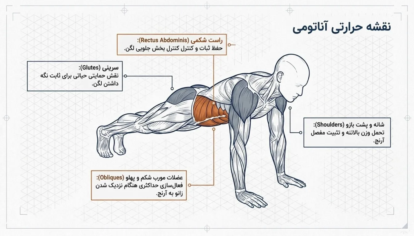 عضلات هدف در حرکت پلانک عنکبوتی-پلانک اسپایدر-پارسی پودر