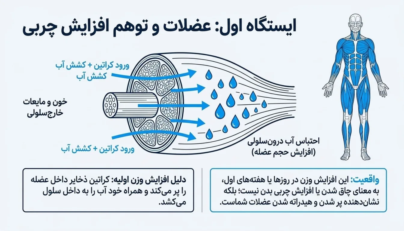 افزایش وزن و احتباس آب-عوارض کراتین-اضافه وزن با کراتین-عوارض مصرف کراتین-پارسی پودر