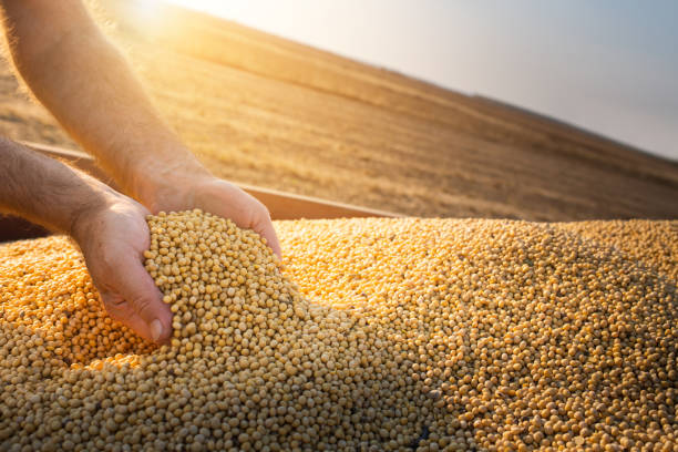 این تصویر دارای صفت خالی alt است؛ نام پروندهٔ آن istockphoto-1184186654-612x612-1.jpg است