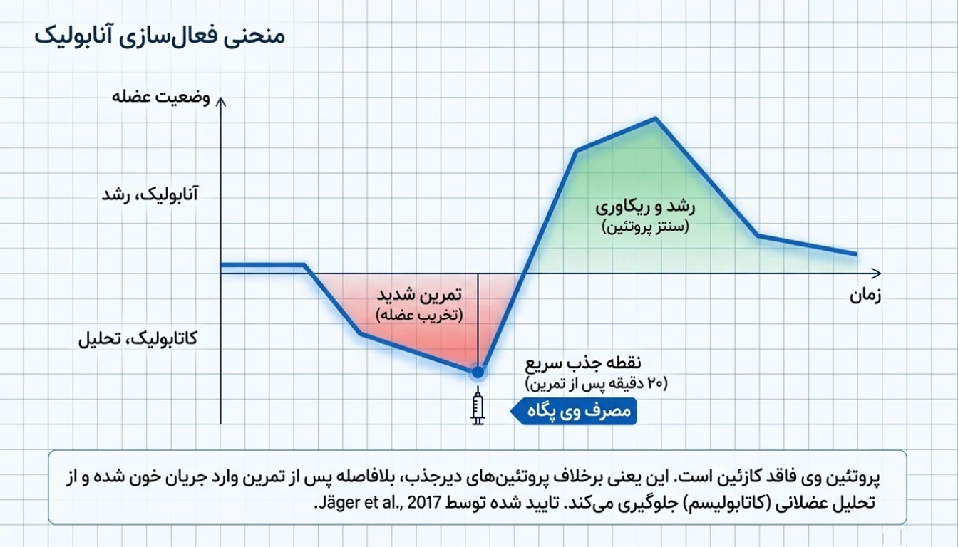 چگونه مصرف پروتئین وی به رشد عضلات کمک می کند؟