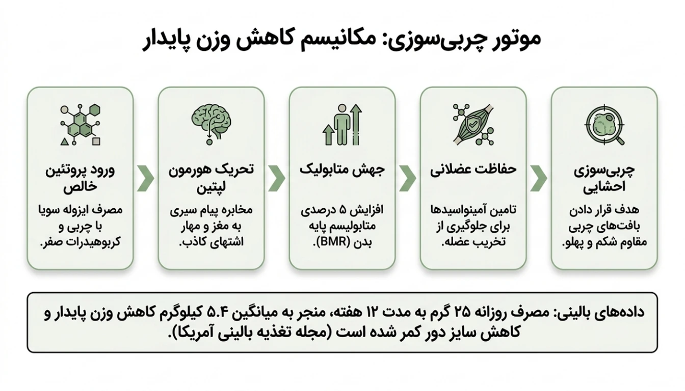 نقش پروتئین سویا در کاهش وزن و چربی سوزی
